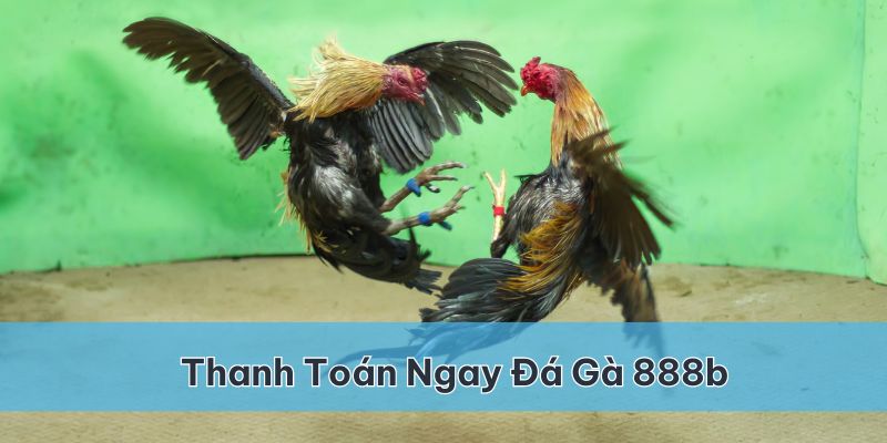 Đá gà Thomo tại 888b sẽ được thanh toán ngay khi chiến kê giành thắng lợi